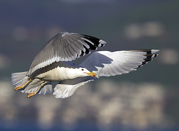 Goéland pontique  - Beat Walser