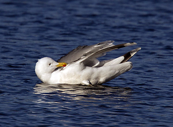 Goéland pontique  - Beat Walser