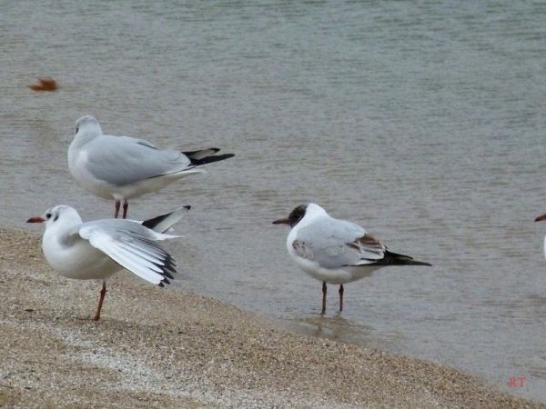 Mouette rieuse  - Roland Tauxe
