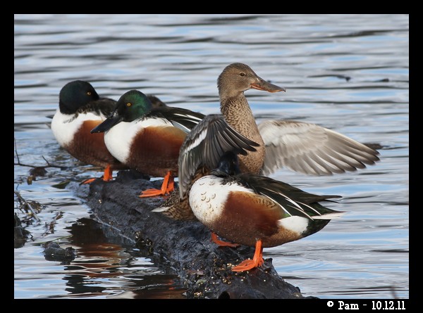 Canard souchet  - Patricia Marmeys Fatton