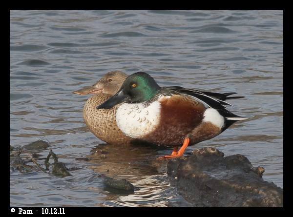 Canard souchet  - Patricia Marmeys Fatton