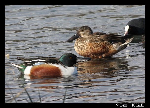 Canard souchet  - Patricia Marmeys Fatton