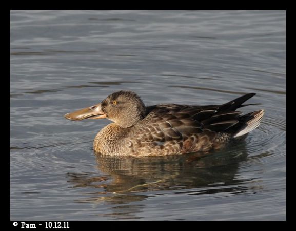 Canard souchet  - Patricia Marmeys Fatton