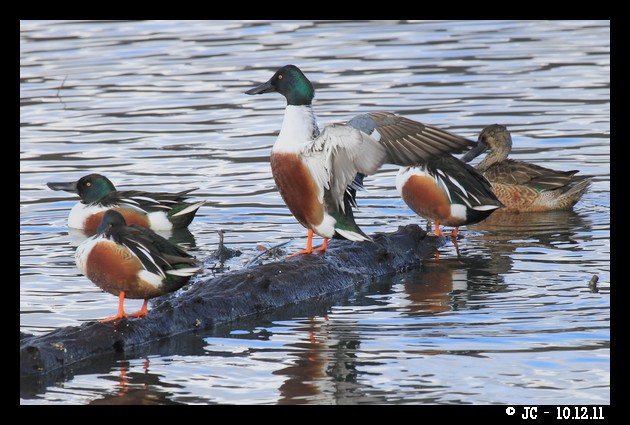Northern Shoveler  - Patricia Marmeys Fatton