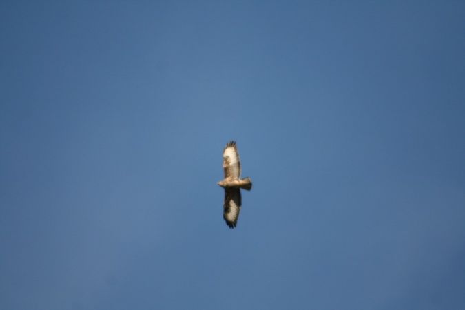 Buse variable  - Lucia Stella