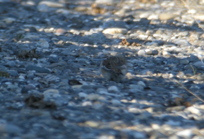 Snow Bunting  - Matthias Breier