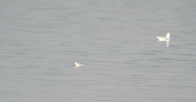 Phalarope à bec large  - Matthias Breier