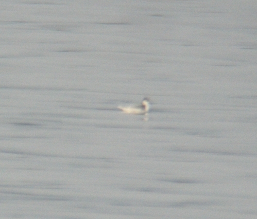Phalarope à bec large  - Matthias Breier
