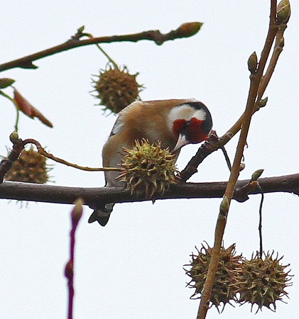 Chardonneret élégant  - Jean-Michel Feinen