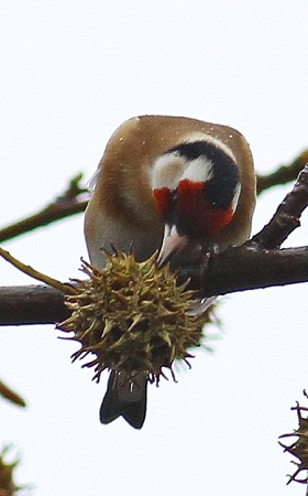 Chardonneret élégant  - Jean-Michel Feinen