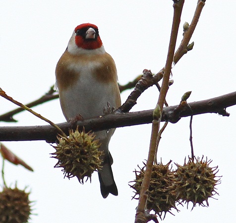 Chardonneret élégant  - Jean-Michel Feinen
