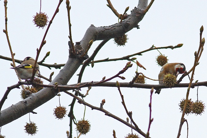 Chardonneret élégant  - Jean-Michel Feinen