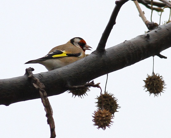 Chardonneret élégant  - Jean-Michel Feinen