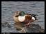 Northern Shoveler  - Patricia Marmeys Fatton