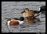 Northern Shoveler  - Patricia Marmeys Fatton