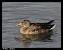 Northern Shoveler  - Patricia Marmeys Fatton