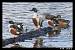 Northern Shoveler  - Patricia Marmeys Fatton