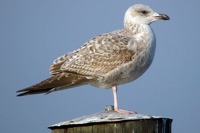 Goéland leucophée  - Stephan Trösch
