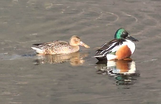 Canard souchet  - Sirio Trinkler