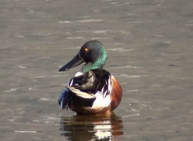 Canard souchet  - Sirio Trinkler