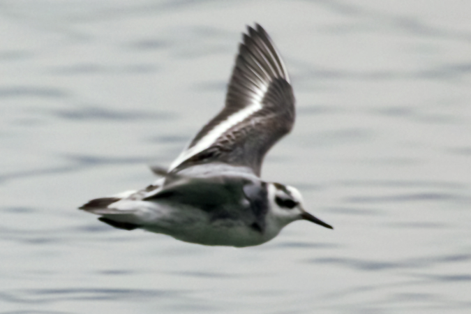 Phalarope à bec large  - Andrea Louis Capol