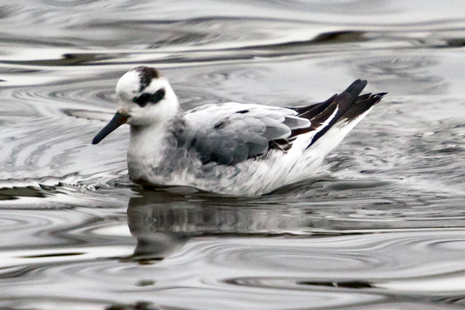 Phalarope à bec large  - Andrea Louis Capol
