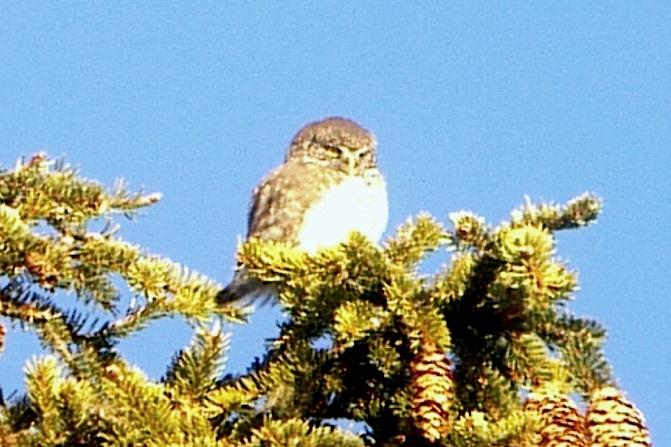 Chevêchette d'Europe  - Marco Zahnd