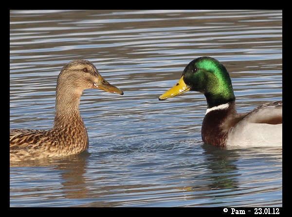 Canard colvert  - Patricia Marmeys Fatton