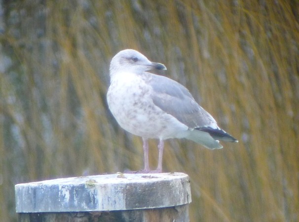 Goéland indéterminé  - Merlin Hochreutener