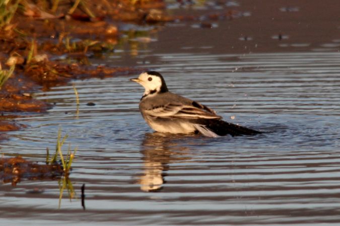 Bergeronnette grise  - Markus Schuhmacher