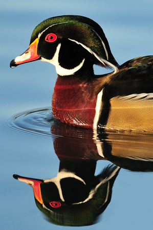 Wood Duck  - Heinz Zumbühl