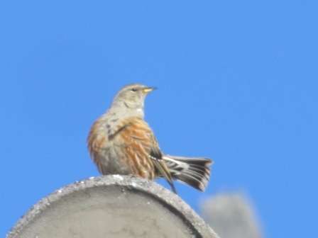 Alpine Accentor  - Morena Stornetta