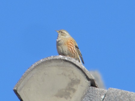 Alpine Accentor  - Morena Stornetta