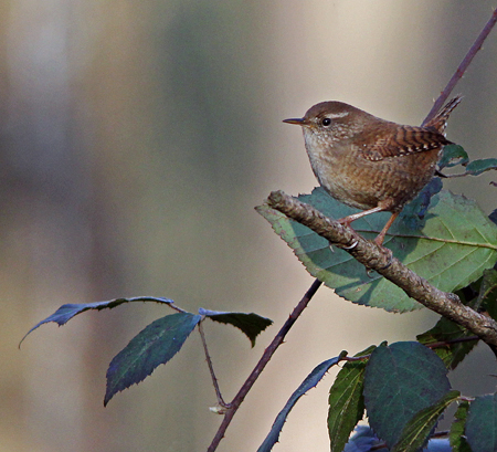 Troglodyte mignon  - Marianne Bonnard