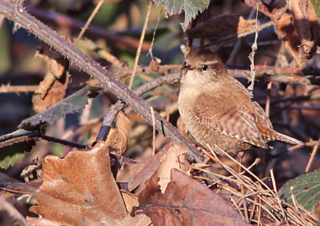 Troglodyte mignon  - Marianne Bonnard