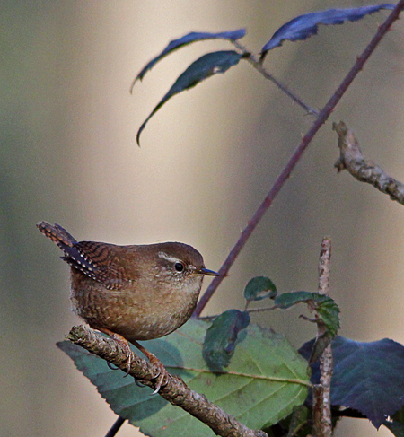Troglodyte mignon  - Marianne Bonnard