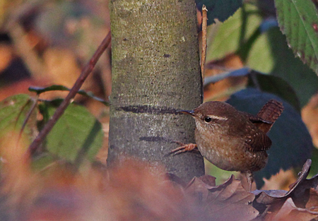 Troglodyte mignon  - Marianne Bonnard