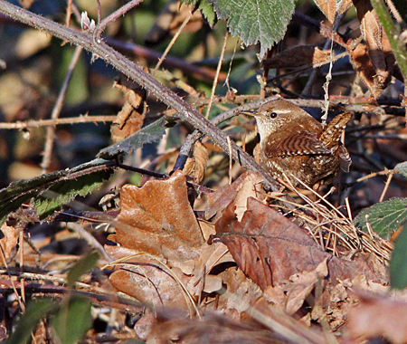 Troglodyte mignon  - Marianne Bonnard