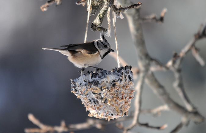Cincia dal ciuffo  - Jean-Marc Breguet