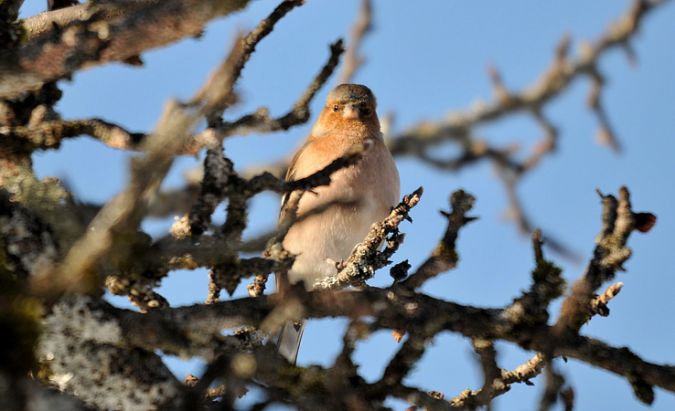 Eurasian Chaffinch  - Jean-Marc Breguet