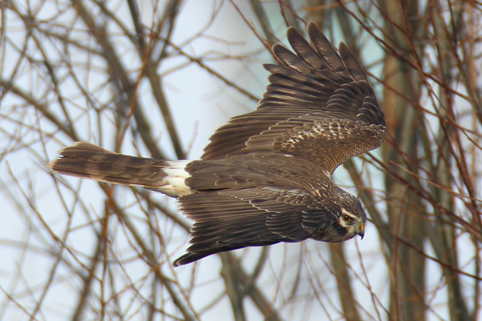 Busard Saint-Martin  - Christopher Plummer