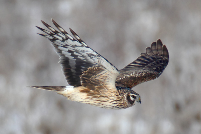 Hen Harrier  - Christopher Plummer