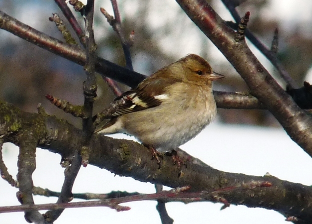 Pinson des arbres  - Giorgio Nidola