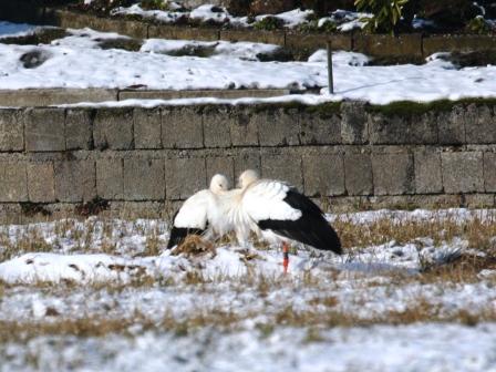 Cigogne blanche  - Kurt Anderegg