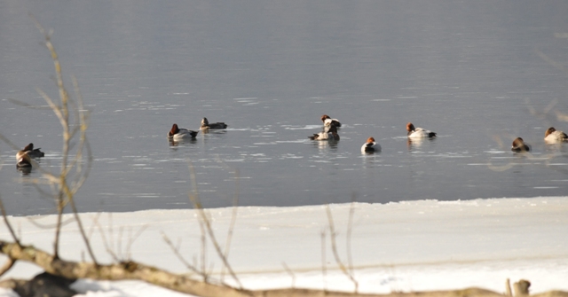 Common Pochard  - Astrid Oehl