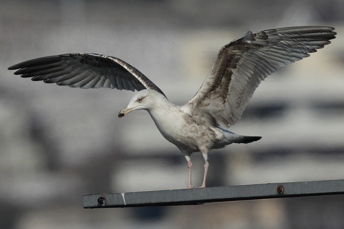 European Herring Gull  - Martin Trachsel