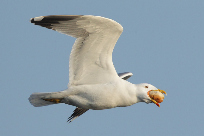 Yellow-legged Gull  - Martin Trachsel