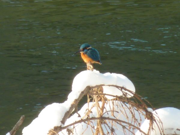 Common Kingfisher  - Annegret Schnider
