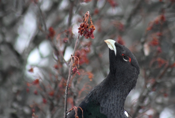 Grand Tétras  - Thibault Gebhard