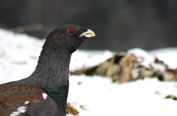 Grand Tétras  - Thibault Gebhard